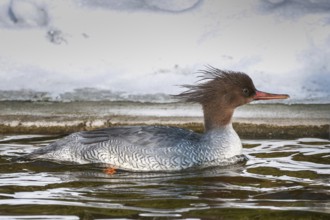 Scaly-sided Merganser (Mergus squamatus) female, captive