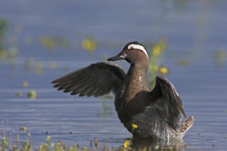 Garganey (Spatula querquedula) male, Mallorca, Spain