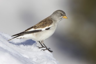 White-winged Snowfinch (Montifringilla nivalis), St. Gallen, Switzerland