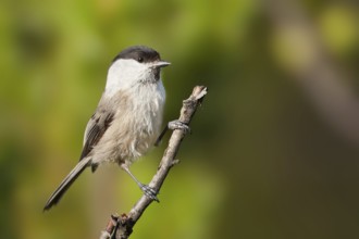 Willow Tit (Poecile montanus), Vorarlberg, Austria