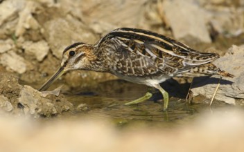 Common Snipe (Gallinago gallinago), Castro Marim, Portugal
