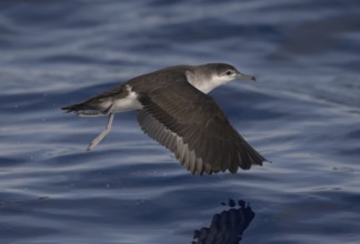 Audubon's Shearwater (Puffinus lherminieri) flying, North Carolina, USA
