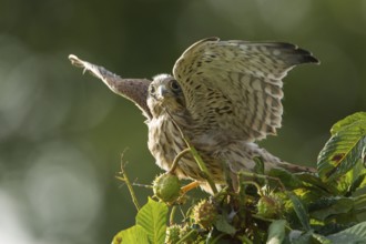 Common Kestrel (Falco tinnunculus) juvenile, Rhineland-Palatinate, Germany