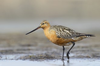 Bar-tailed Godwit (Limosa lapponica) male, Alaska, USA