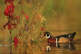 Wood Duck (Aix sponsa) male, Ohio, USA