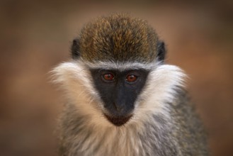 Africa, monkey detail portrait. Vervet monkey, Chlorocebus pygerythrus, portrait of grey and black