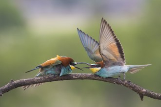 European Bee-eater (Merops apiaster) quarreling, perched on a branch, Subotica, Serbia