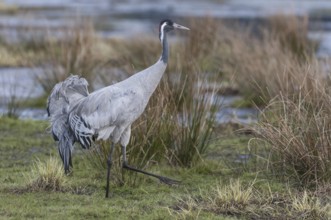 Common Crane (Grus grus), Vaestergoetland, Sweden