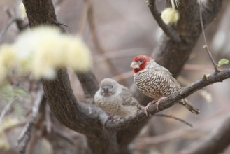 Red-headed Finch (Amadina erythrocephala), Namibia