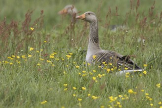 Greylag Goose (Anser anser), Texel, Netherlands
