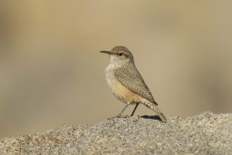 Rock Wren (Salpinctes obsoletus) male, California, USA