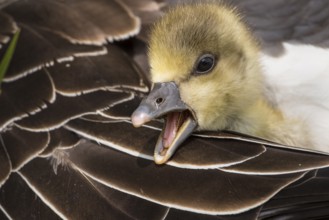 Greylag Goose (Anser anser) chick, Lower Saxony, Germany