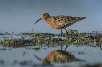 Curlew Sandpiper (Calidris ferruginea), Schleswig-Holstein, Germany