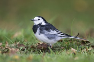 Pied Wagtail - Trauerbachstelze - Motacilla alba ssp. yarelli, Great Britain