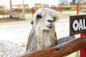 Alpaca and Llama Farm, near Cusco, Peru