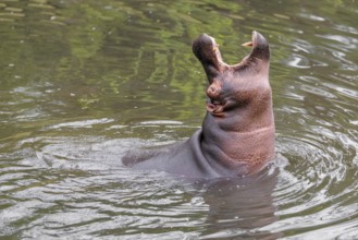 An adult male hippopotamus (Hippopotamus amphibius) shows aggression and defends its territory