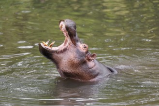 An adult male hippopotamus (Hippopotamus amphibius) shows aggression and defends its territory