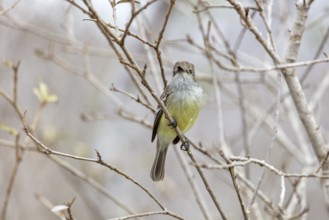 Galápagos flycatcher (Myiarchus magnirostris, San Cristobal, Galapagos, Ecuador