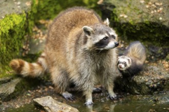 Common raccoon (Procyon lotor) and Ferret (Mustela putorius furo) on the edge of a little lake,
