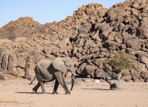 African elephant (Loxodonta africana), desert elephant, near the Hoanib River, Damaraland, Kunene