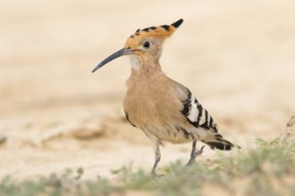 Wiedehopf, Hoopoe, Eurasian Hoopoe, Upupa epops, Huppe fasciée, Abubilla