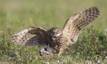 Burrowing Owl (Athene cunicularia), Florida, USA