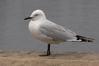 Black-billed Gull (Chroicocephalus bulleri), New Zealand