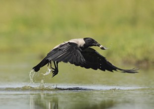 Hooded Crow (Corvus cornix), Hungary