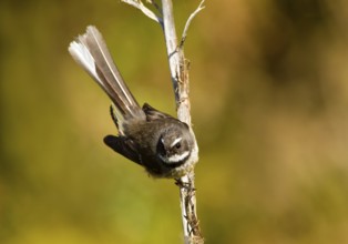 New Zealand Fantail (Rhipidura fuliginosa), Te Wahipounamu, South Island, New Zealand