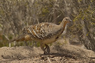 Malleefowl (Leipoa ocellata), Western Australia, Australia