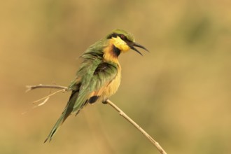 Little Bee-eater (Merops pusillus), Gambia