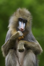 Mandrill (Mandrillus sphinx), female, endangered species, captive, occurrence in Central Africa