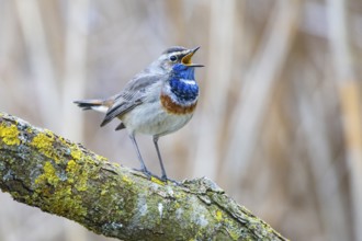 Bluethroat (Luscinia svecica cyanecula) ml Germany