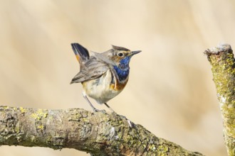 Bluethroat (Luscinia svecica cyanecula) ml Germany