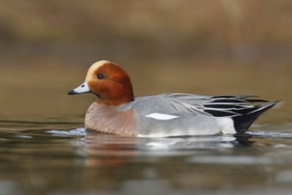 Eurasian Wigeon (Mareca penelope) male