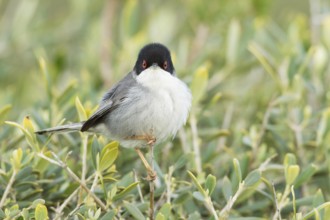 Sardinian Warbler (Sylvia melanocephala) male, Mallorca, Spain