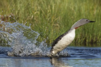 Sterntaucher (Gavia stellata) Red-throated Diver