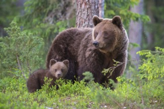 Eurasian Brown Bear (Ursus arctos) mother with tiny cub in forest, Finland