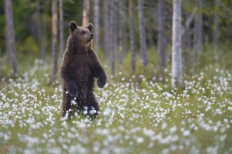 Eurasian Brown Bear (Ursus arctos) cub standing in white cottongrass, Finland
