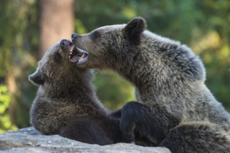 Eurasian Brown Bear (Ursus arctos) two fighting in forest, Finland