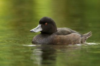 New Zealand Scaup (Aythya novaeseelandiae) male, Northwood, Christchurch, Canterbury, North Island,