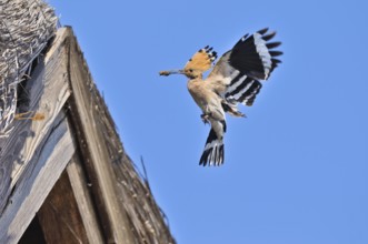 Wiedehopf (Upupa epops) Hoopoe
