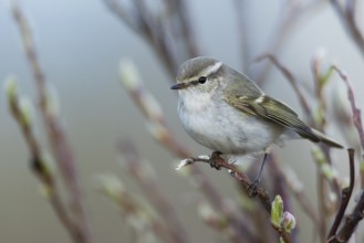 Yellow-browed Warbler - Gelbbrauen-Laubsänger - Phylloscopus inornatus, Russia (Ural)