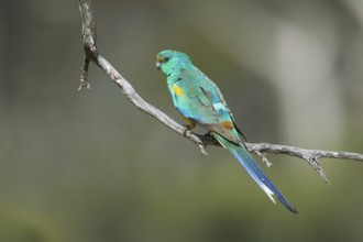 Mulga Parrot (Psephotellus varius) male perched on a branch, South Australia, Australia