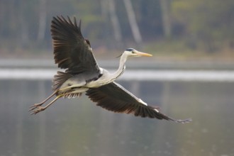 Grey Heron (Ardea cinerea) flying, Poland
