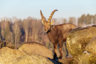 A male ibex (Capra ibex) is standing on a rock in the warm evening light. The sky and a forest can