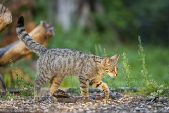 European wildcat (Felis silvestris silvestris) walking on the ground, Hesse, Germany
