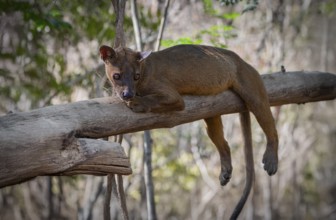 Fossa (Cryptoprocta ferrox) the largest carnivore in Madagascar in the forests of Kirindy Forest in