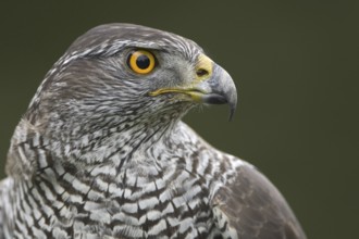 Northern Goshawk (Accipiter gentilis), Lower Saxony, Germany