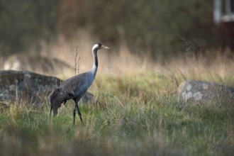 Im Brutrevier... Grauer Kranich *Grus grus*